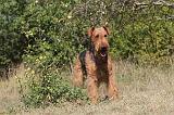 AIREDALE TERRIER 087